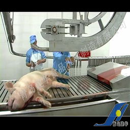 家禽产品配件 提升家禽养殖与加工效率的关键