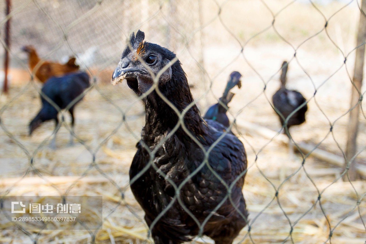 黑鸡 珍贵家禽的营养与文化价值