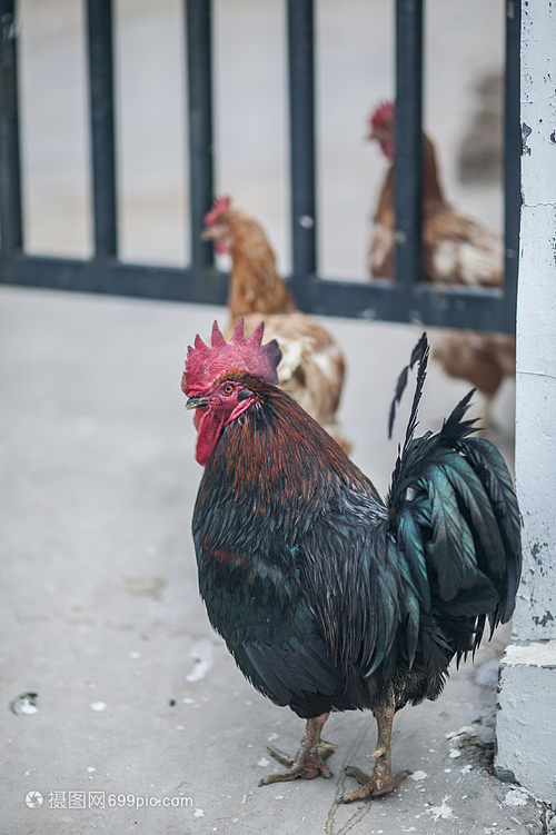 家禽中的常见成员——鸡