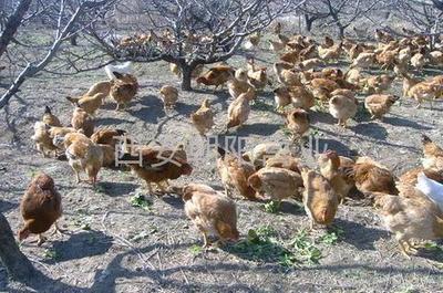 新疆鸡苗 - 快大黄 优质家禽助力家畜养殖发展