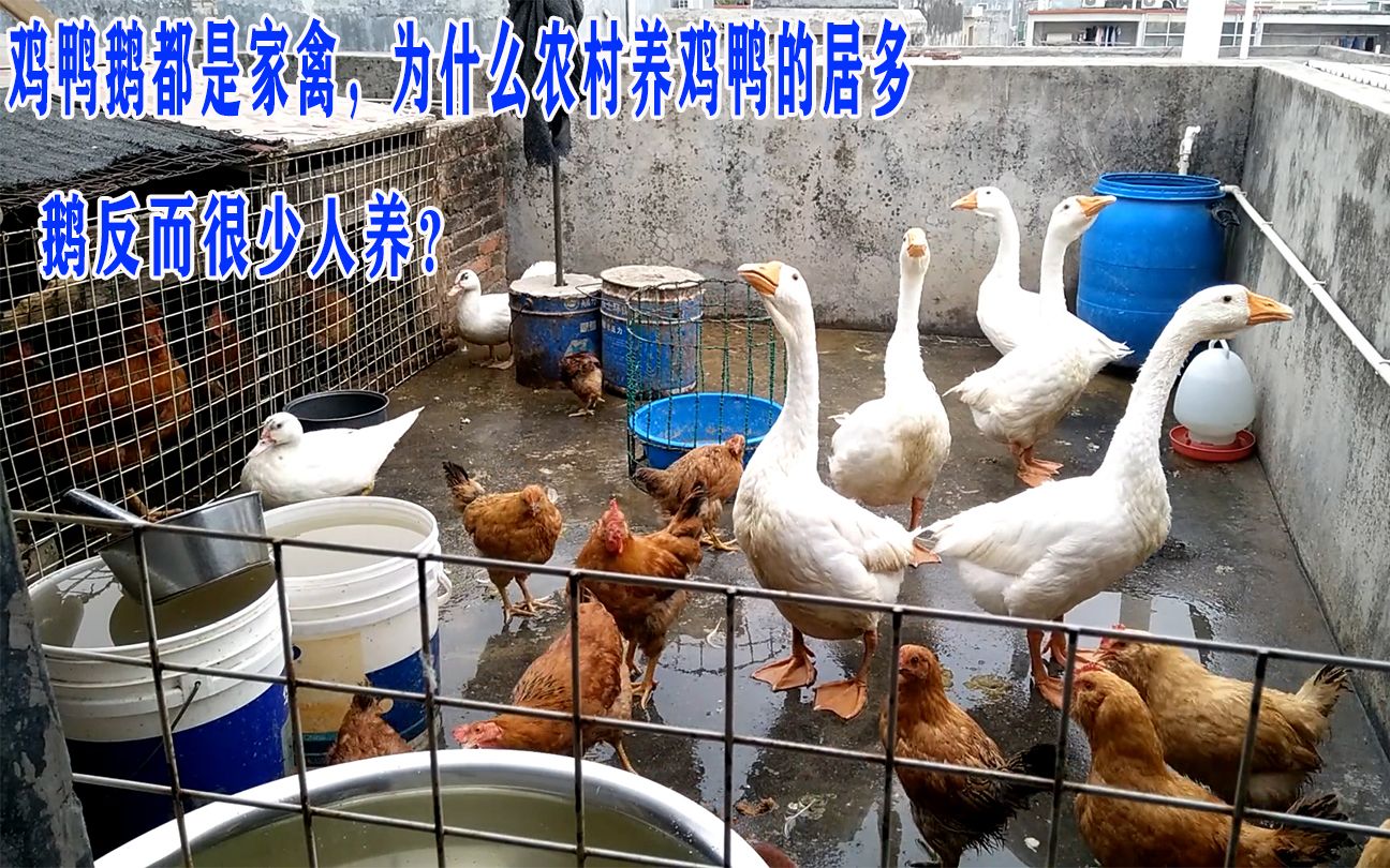 鸡鸭鹅同为家禽，为何农村养鸡鸭多而养鹅少？