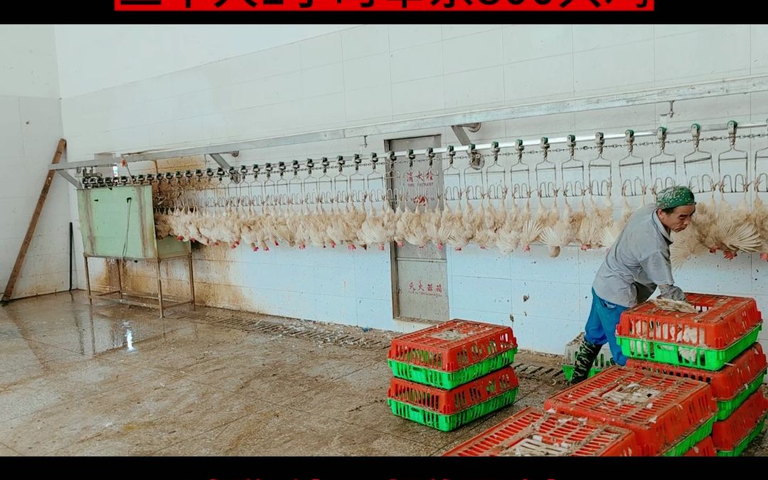 家禽自动脱蜡机 壹九八六鸭鹅用脱蜡机在家畜养殖与屠宰成套设备中的应用