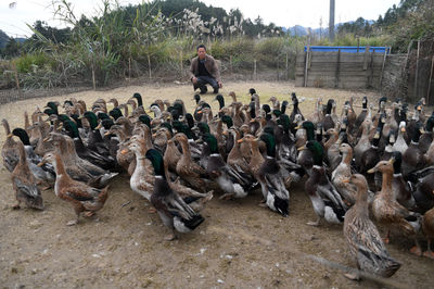 广西环江 香鸭养殖拓宽增收路，家畜产业助力乡村振兴
