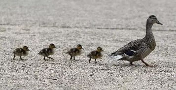 泸州蓝茂家畜养殖 生态循环与现代化管理的典范