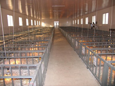 从实验基地到生态牧场 探索现代家畜养殖的创新之路