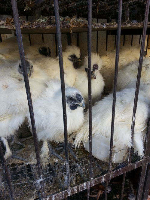 禽流感冲击下的哈尔滨家禽市场 销量锐减与行业阵痛