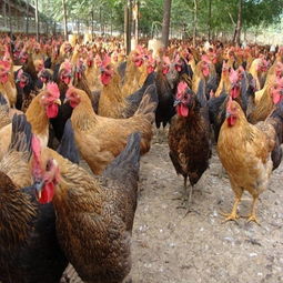 家禽 从远古驯化到现代餐桌