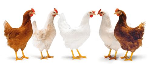 家禽啄羽行为探析 成因、影响与综合防控策略