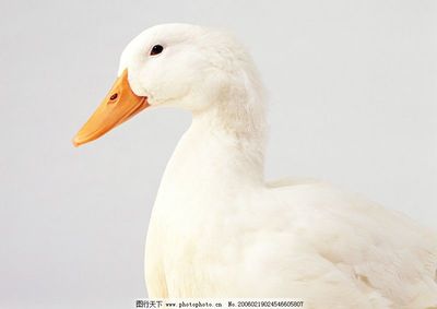 家禽 从古老驯化到现代产业