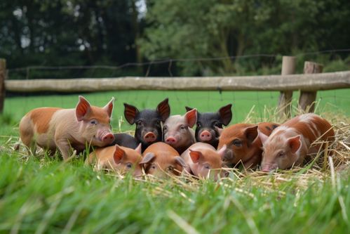家禽家畜生态土猪图片 养殖与摄影的艺术融合