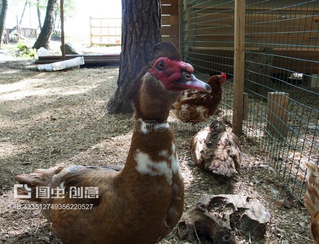 家禽院中的优雅访客 麝香鸭的养殖与观赏