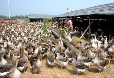 滇陆富民禽业 以匠心打造高原生态家畜养殖标杆