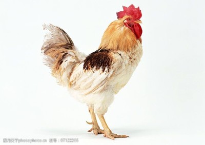 家禽家畜养殖 从公鸡到小鸡的动物图鉴与养殖要诀