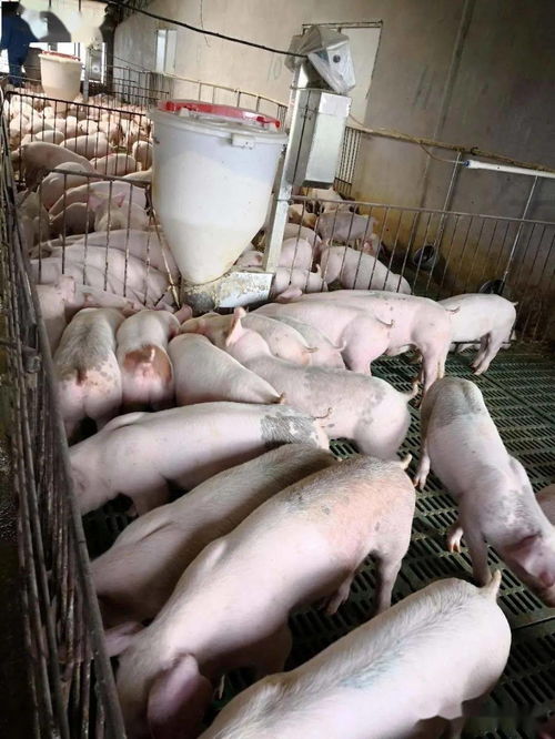 益生菌技术引领养猪新风尚 平果黄老板的绿色高效养殖实践