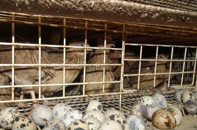 鹌鹑养殖“四要素” 想要成功养出好鹌鹑，这篇文章值得一看！