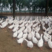 四川亿鑫和家禽育种有限责任公司 优质家禽供应的行业先锋