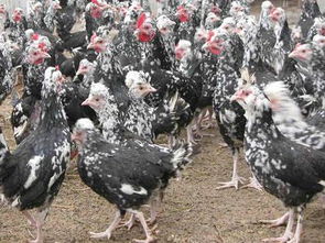 贵妃鸡高清图片鉴赏 走进忆缘家禽养殖公司的精品家禽世界