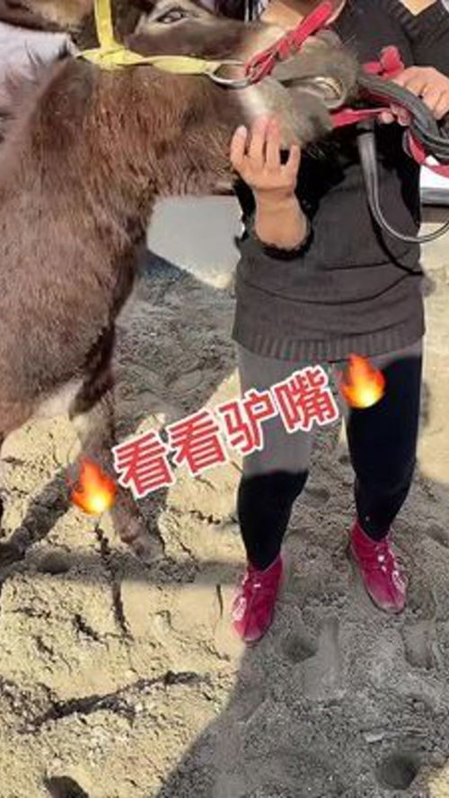 动物随手拍 农村家畜养殖的别样风情