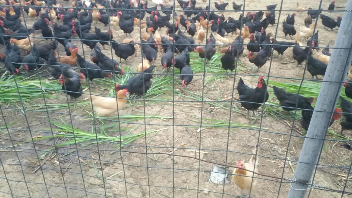 农家散养土鸡——回归自然的美味与健康