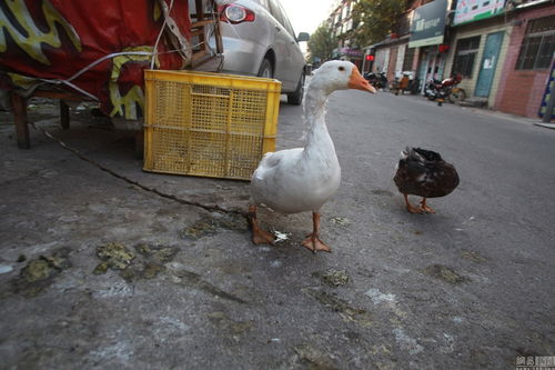 小区公共车位变养殖场，奇葩占位神器引争议