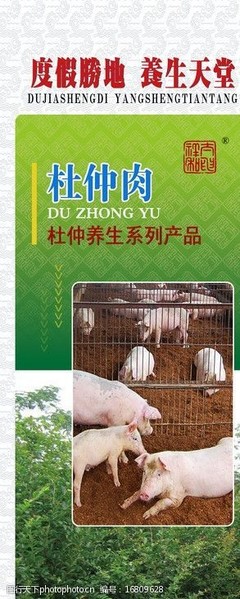 探索杜仲猪肉 健康家禽肉类的新选择