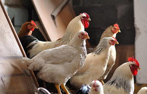 高温来袭！最全面的鸡场防暑降温宝典，让家禽安然度夏